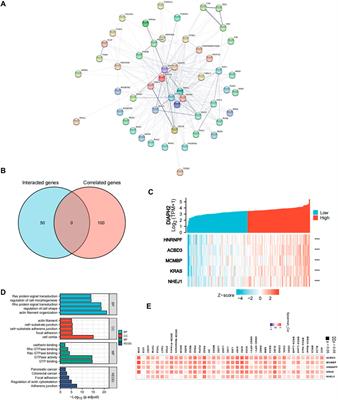 Diaphanous-related formin subfamily: Novel prognostic biomarkers and tumor microenvironment regulators for pancreatic adenocarcinoma